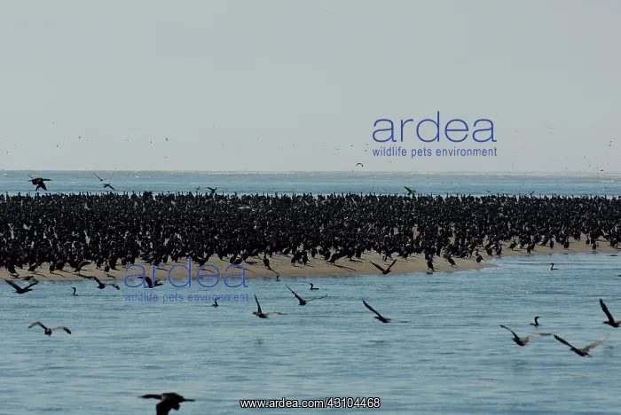 : Double-crested Cormorants : Double-crested Cormorants