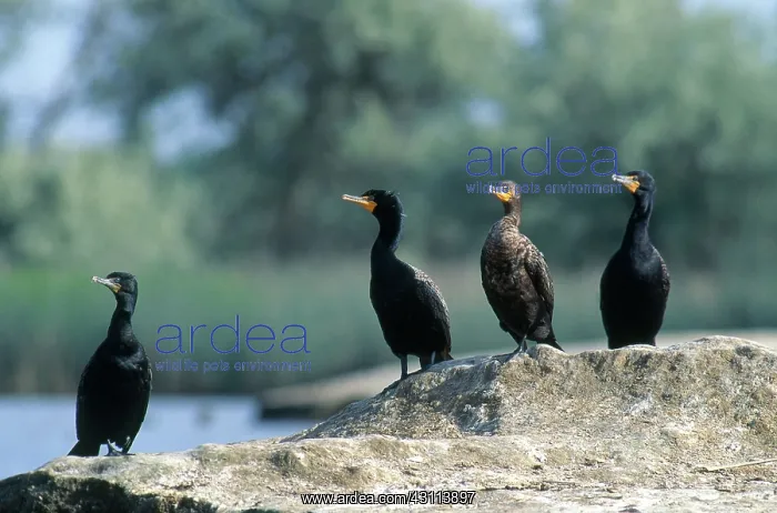 : Double Crested Cormorants : Double Crested Cormorants