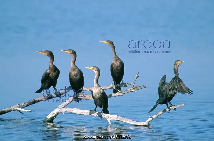 : Double Crested Cormorants : Double Crested Cormorants