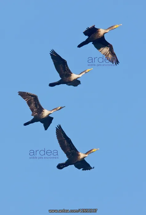 : Double-crested Cormorants - in flight : Double-crested Cormorants - in flight