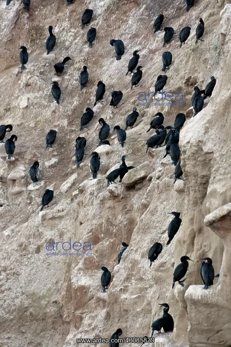 : Double Crested Cormorants Nesting : Double Crested Cormorants Nesting