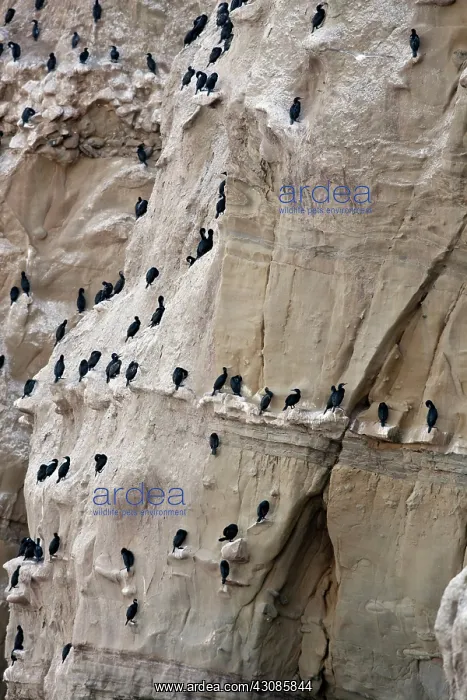 : Double Crested Cormorants Nesting : Double Crested Cormorants Nesting