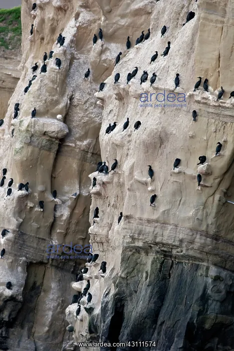 : Double Crested Cormorants Nesting : Double Crested Cormorants Nesting