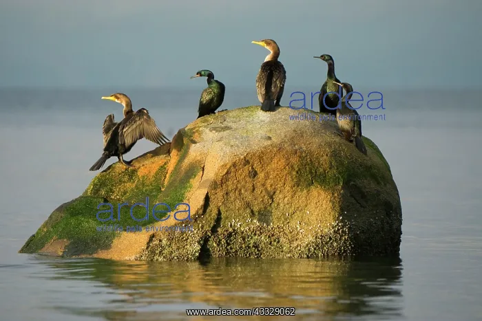 : Double-crested cormorants, Phalacrocorax : Double-crested cormorants, Phalacrocorax