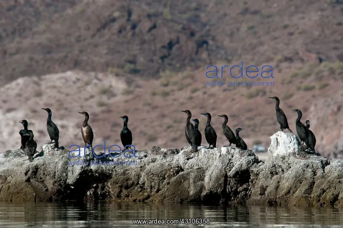 : Double-crested Cormorants (Phalacrocorax auritus) : Double-crested Cormorants (Phalacrocorax auritus)