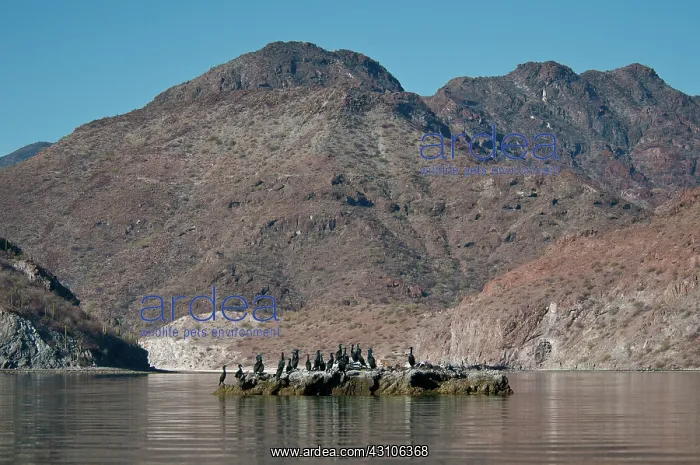 : Double-crested Cormorants (Phalacrocorax auritus) : Double-crested Cormorants (Phalacrocorax auritus)