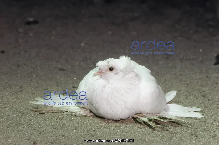 : Double-crested Trumpeter Pigeon : Double-crested Trumpeter Pigeon