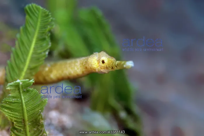 : Double-ended pipefish (Trachyrhamphus bicoarctatus) : Double-ended pipefish (Trachyrhamphus bicoarctatus)