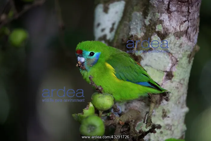 : Double-eyed Fig Parrot - eating figs in rainforest : Double-eyed Fig Parrot - eating figs in rainforest