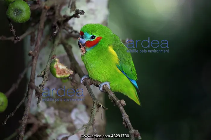 : Double-eyed Fig Parrot - eating figs in rainforest : Double-eyed Fig Parrot - eating figs in rainforest