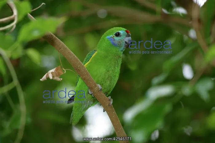 : Double-eyed Fig-Parrot - Female : Double-eyed Fig-Parrot - Female