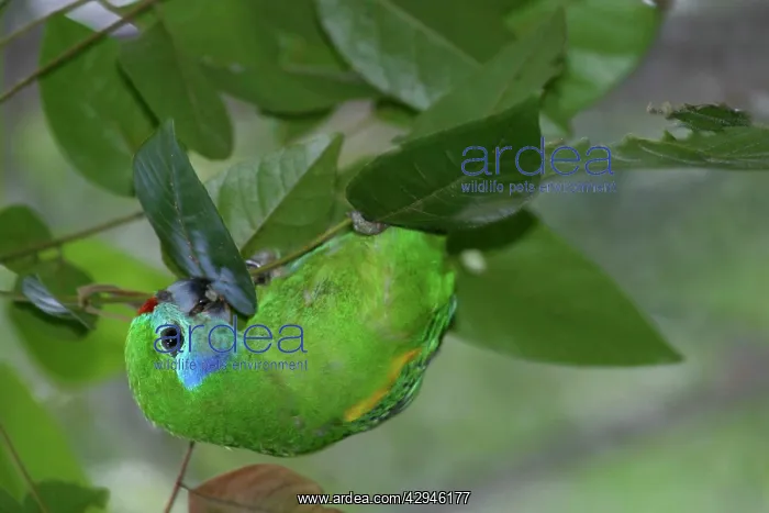 : Double-eyed Fig-Parrot - Female : Double-eyed Fig-Parrot - Female