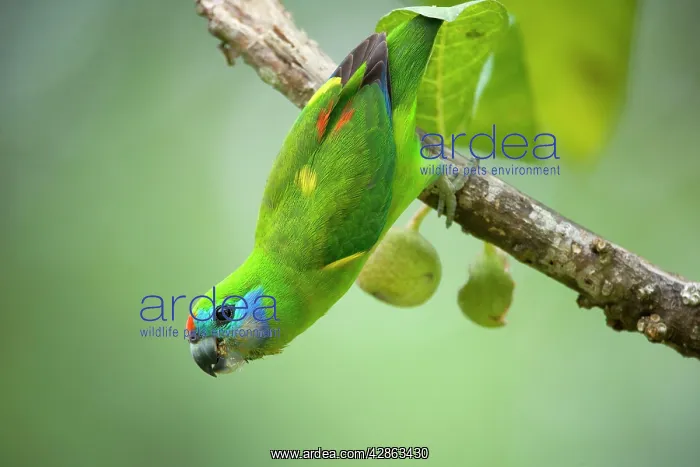: Double-eyed Fig-Parrot - female adult hangs up : Double-eyed Fig-Parrot - female adult hangs up