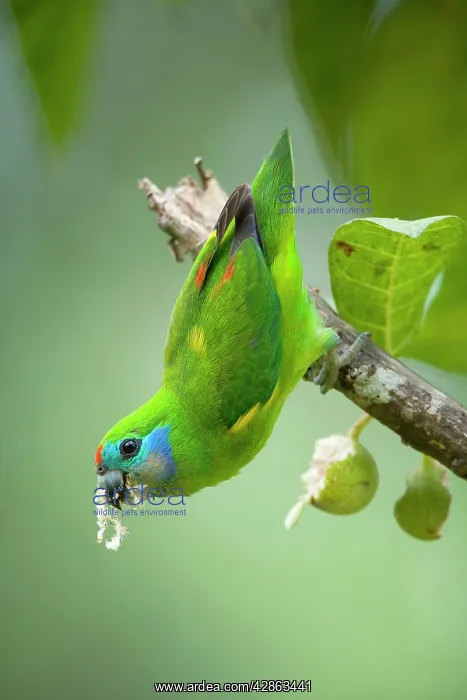 : Double-eyed Fig-Parrot - female adult hangs up : Double-eyed Fig-Parrot - female adult hangs up