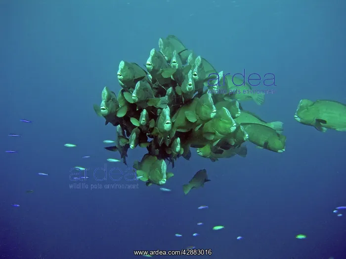 : Double-headed / Bumphead / Green Humphead / Giant : Double-headed / Bumphead / Green Humphead / Giant