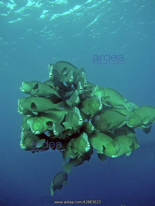 : Double-headed / Bumphead / Green Humphead / Giant : Double-headed / Bumphead / Green Humphead / Giant