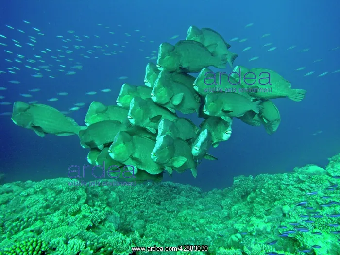 : Double-headed / Bumphead / Green Humphead / Giant : Double-headed / Bumphead / Green Humphead / Giant