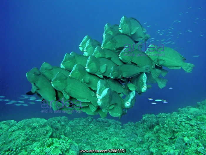 : Double-headed / Bumphead / Green Humphead / Giant : Double-headed / Bumphead / Green Humphead / Giant