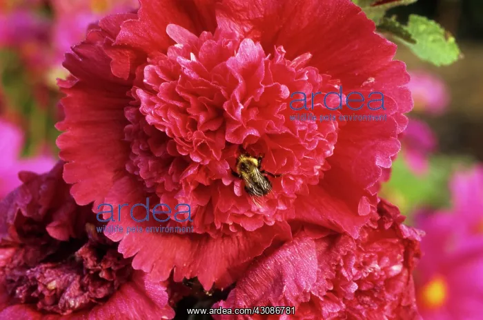: Double Hollyhock with Bee : Double Hollyhock with Bee