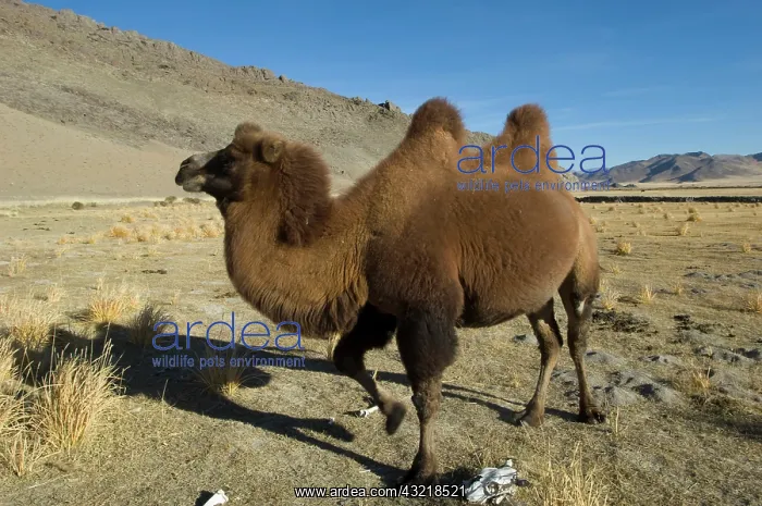 : Double humped bactrian camel : Double humped bactrian camel