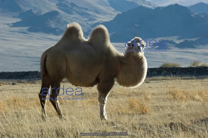  : Double humped bactrian camel