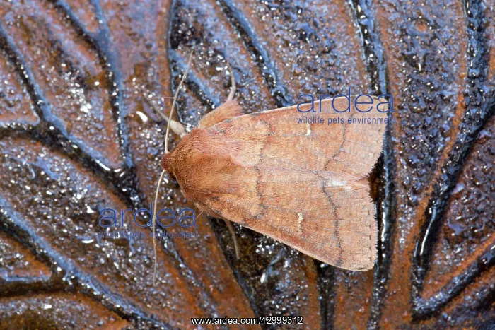 : Double Line Moth - Summer : Double Line Moth - Summer