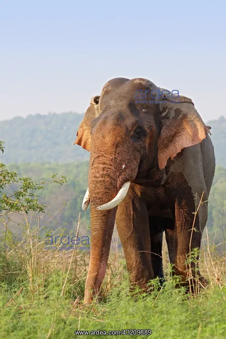  : Double-masth Indian Elephant, Corbett National