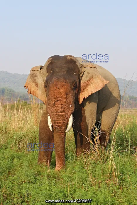 : Double-masth Indian Elephant, Corbett National : Double-masth Indian Elephant, Corbett National