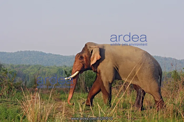 : Double-masth Indian Elephant, Corbett National : Double-masth Indian Elephant, Corbett National