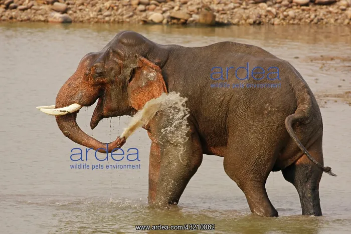: Double-masth Indian Elephant taking bath, Corbett : Double-masth Indian Elephant taking bath, Corbett