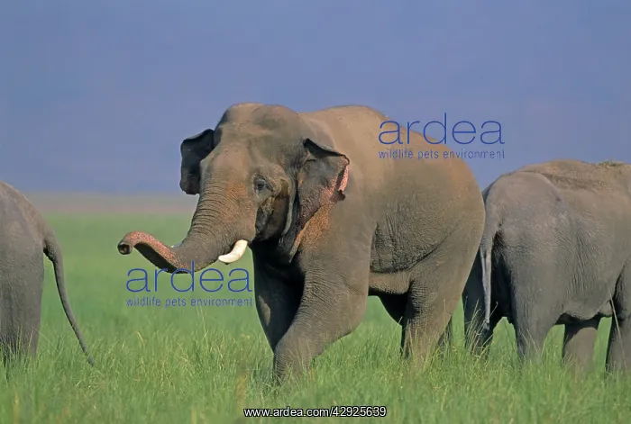 : Double musth Asian / Indian Elephant approaching the female : Double musth Asian / Indian Elephant approaching the female