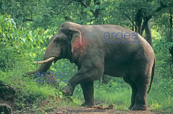 : Double - musth Asian / Indian Elephant breaking : Double - musth Asian / Indian Elephant breaking