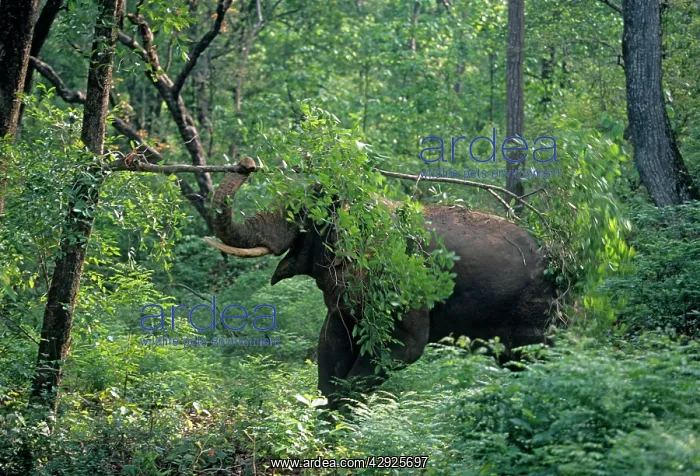 : Double musth Asian / Indian Elephant breaking the branch : Double musth Asian / Indian Elephant breaking the branch