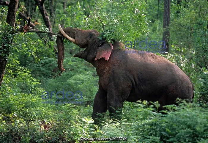 : Double-musth bull Indian / Asian Elephant breaking : Double-musth bull Indian / Asian Elephant breaking