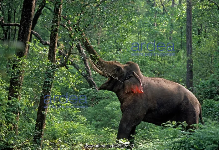 : Double musth bull Indian / Asian Elephant breaking : Double musth bull Indian / Asian Elephant breaking