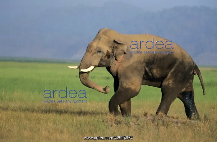 : Double-musth Male Indian / Asian Elephant - besides : Double-musth Male Indian / Asian Elephant - besides