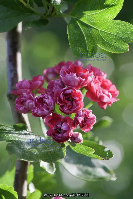 : Double pink hawthorn, Crataegus laevigata Rosea : Double pink hawthorn, Crataegus laevigata Rosea