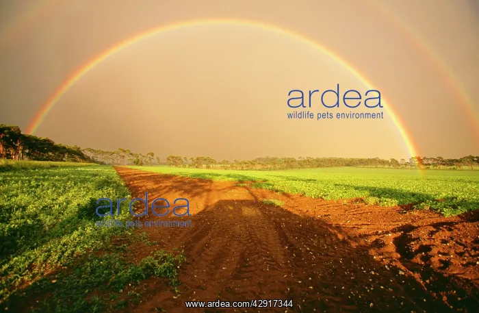 : Double Rainbow - in Breckland, Norfolk