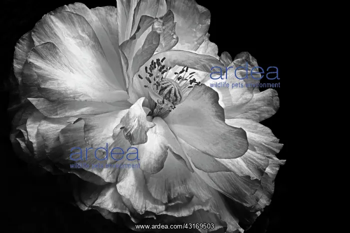 : Double shirley poppy, Papaver rhoeas, a black and white shot : Double shirley poppy, Papaver rhoeas, a black and white shot