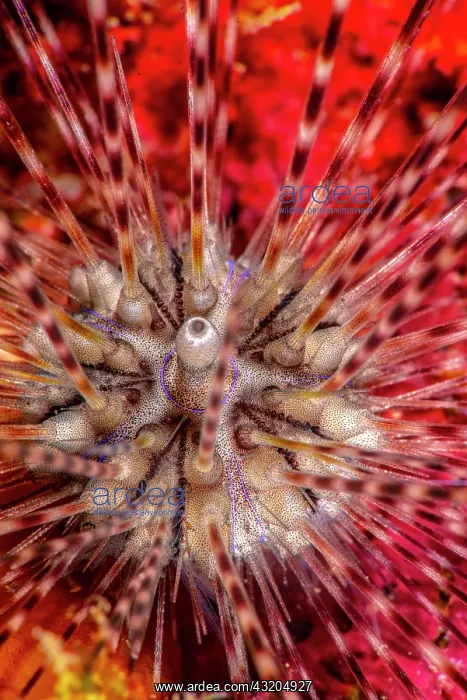 : Double-spined Urchin (Echinothrix calamaris) juvenile : Double-spined Urchin (Echinothrix calamaris) juvenile
