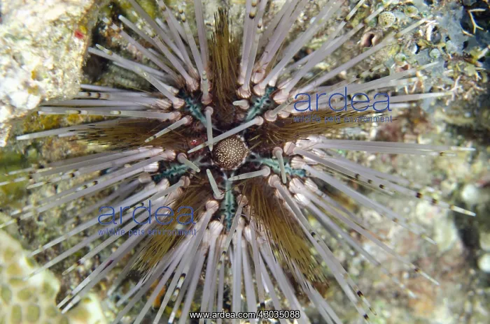  : Double-spined Urchin - Night Dive, Night dive