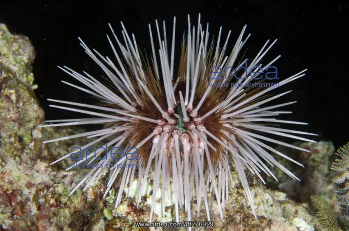 : Double-spined Urchin - night dive - NusaBay Menjangan Hotel : Double-spined Urchin - night dive - NusaBay Menjangan Hotel
