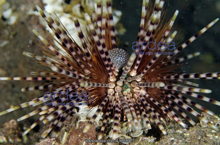: Double-spined Urchin on night dive TK1 dive site : Double-spined Urchin on night dive TK1 dive site