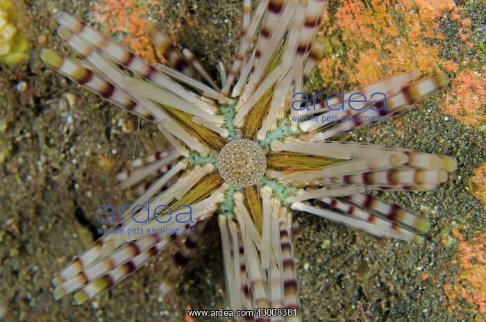 : Double-spined Urchin view from above on night dive : Double-spined Urchin view from above on night dive
