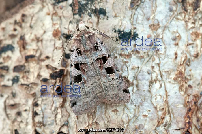 : Double Square-spot Moth : Double Square-spot Moth