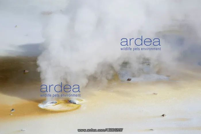 : Double Steam Vent in Norris Geyser Basin : Double Steam Vent in Norris Geyser Basin