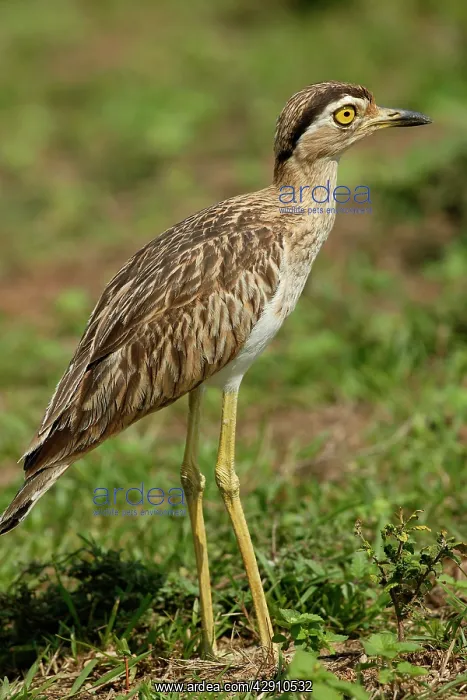 : Double-Striped / Mexican Thick-Knee / Double-Striped : Double-Striped / Mexican Thick-Knee / Double-Striped