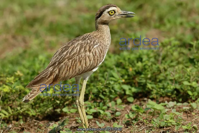 : Double-Striped / Mexican Thick-Knee / Double-Striped : Double-Striped / Mexican Thick-Knee / Double-Striped