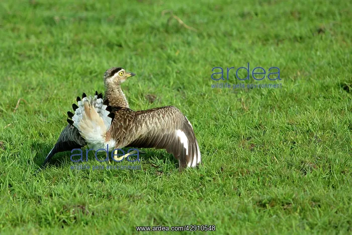 : Double-Striped / Mexican Thick-Knee / Double-Striped : Double-Striped / Mexican Thick-Knee / Double-Striped