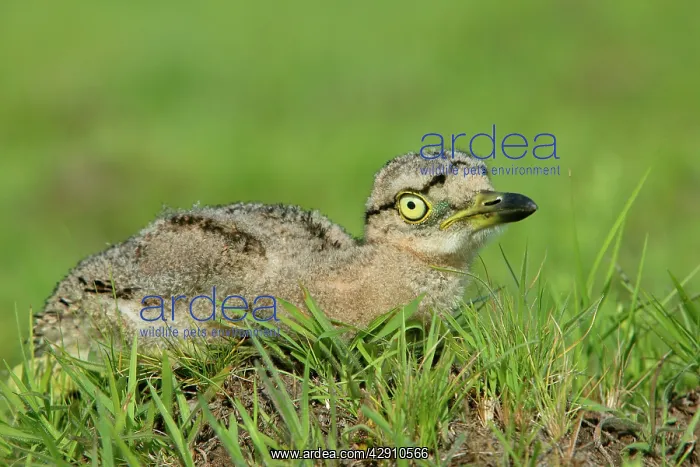 : Double-Striped / Mexican Thick-Knee / Double-Striped : Double-Striped / Mexican Thick-Knee / Double-Striped